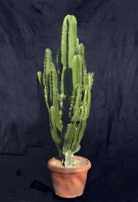 Euphorbiae Eritrea